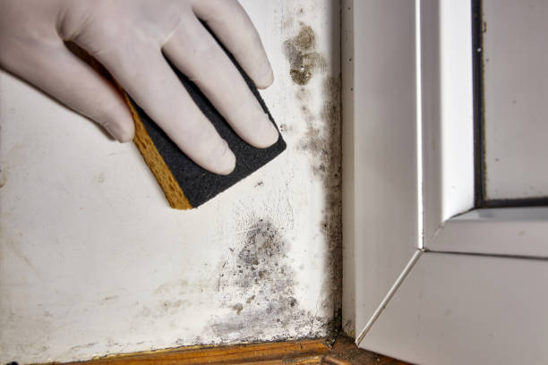 Best Residential Mold Inspection & Testing  in Guilford Center, CT